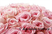 Букет 51 роза Пинк О'Хара