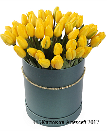 ����� 51 ������� � ������� ������� �������, ������