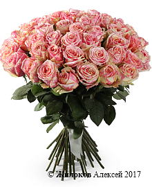 ����� 51 ���� ������