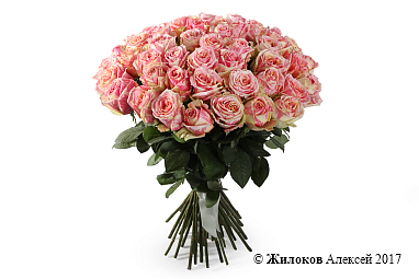 ����� 51 ���� ������