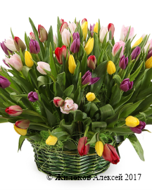 ����� 101 ������� � �������