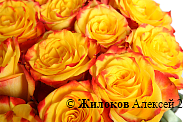 Букет 101 роза Хай Еллоу