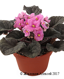 �������� (����������� ������) � �����