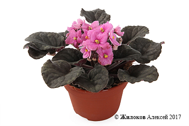 �������� (����������� ������) � �����