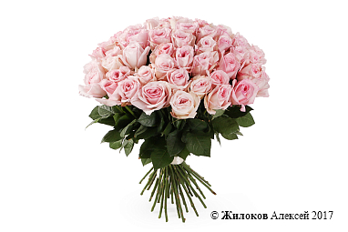 ����� 51 ���� ���� �'����