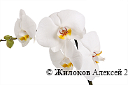 Орхидея Фаленопсис белая (1 ствол)