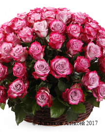 Букет 101 роза Дип Перпл в корзине