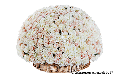 ����� 501 ���� � �������, ����� ����