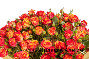 Букет 15 кустовых роз Фаер Флеш