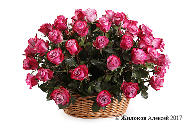 ����� 51 ���� ��� ����� � �������