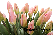 Букет 51 королевский тюльпан, жемчужные