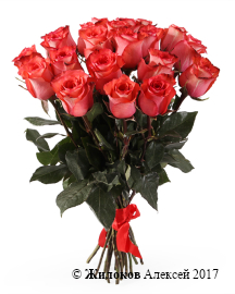 ����� 21 ���� ������, ����������