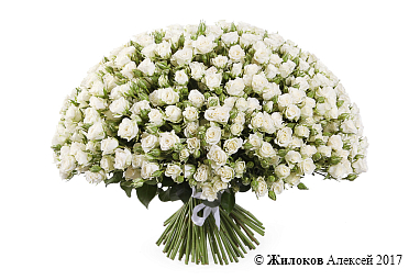 ����� 101 �������� ���� ���������