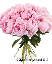 ����� �� ������ 25 ������������