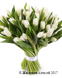 ����� 51 �������, �����