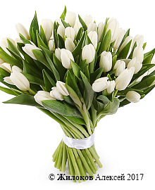 ����� 51 �������, �����