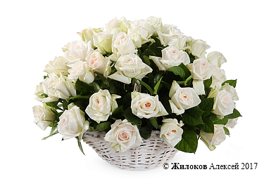 ����� 51 ���� ���� �'���� � �������