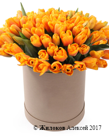 ����� 101 ������� � ������� �������, �����