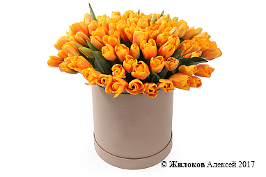 ����� 101 ������� � ������� �������, �����