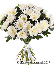 ����� 31 ���������� �����