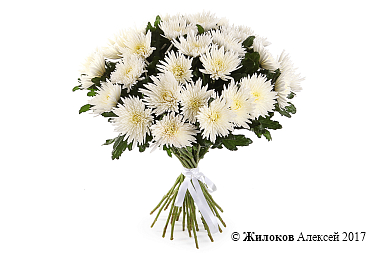 ����� 31 ���������� �����