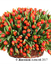 ����� �� ���� ����� � �������