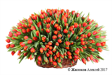 ����� �� ���� ����� � �������