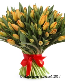 ����� 101 �������, ���������