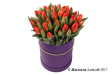 ����� 51 ����������� ������� � ������� �������, ������-���������