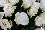 Букет 101 роза Вайт О'Хара в корзине