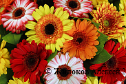Букет с герберами Экспромт