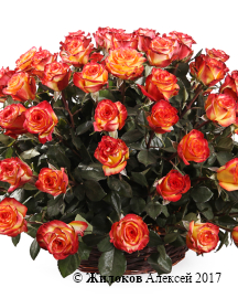 ����� 101 ���� ��� ������ � �������