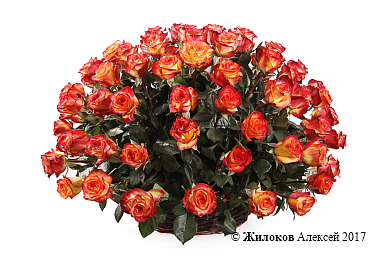 ����� 101 ���� ��� ������ � �������