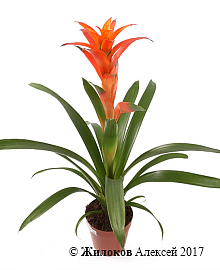 �������� � �����