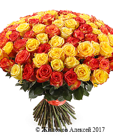 ����� 101 ����, ��������� ����