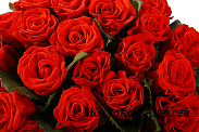 Букет 25 красных роз, 50 см