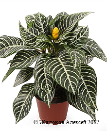 ��������� � �����