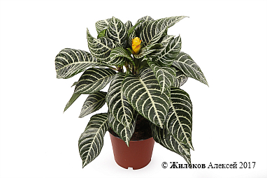 ��������� � �����