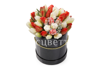 ����� 51 ����������� ������� � ������� �������, ������-����� ����