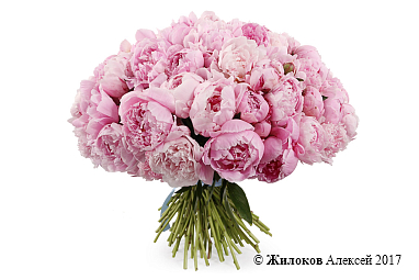 ����� �� ������ 51 ����������