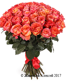 ����� 51 ���� ��� ������