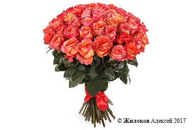 ����� 51 ���� ��� ������