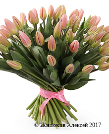 ����� 51 ����������� �������, ���������