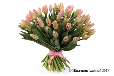 ����� 51 ����������� �������, ���������