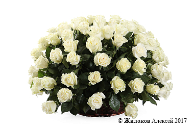 ����� 101 ���� �������� � �������