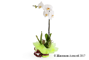 ������� ���������� ����� (1 �����)