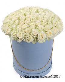 Букет 101 роза Аваланш в шляпной коробке