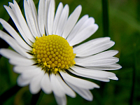 �����, ������� �� �������