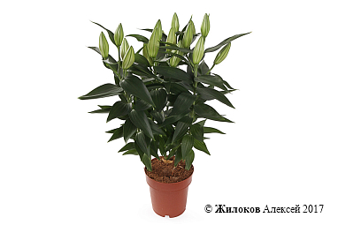 ����� �����