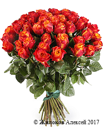 ����� 51 ���� ������